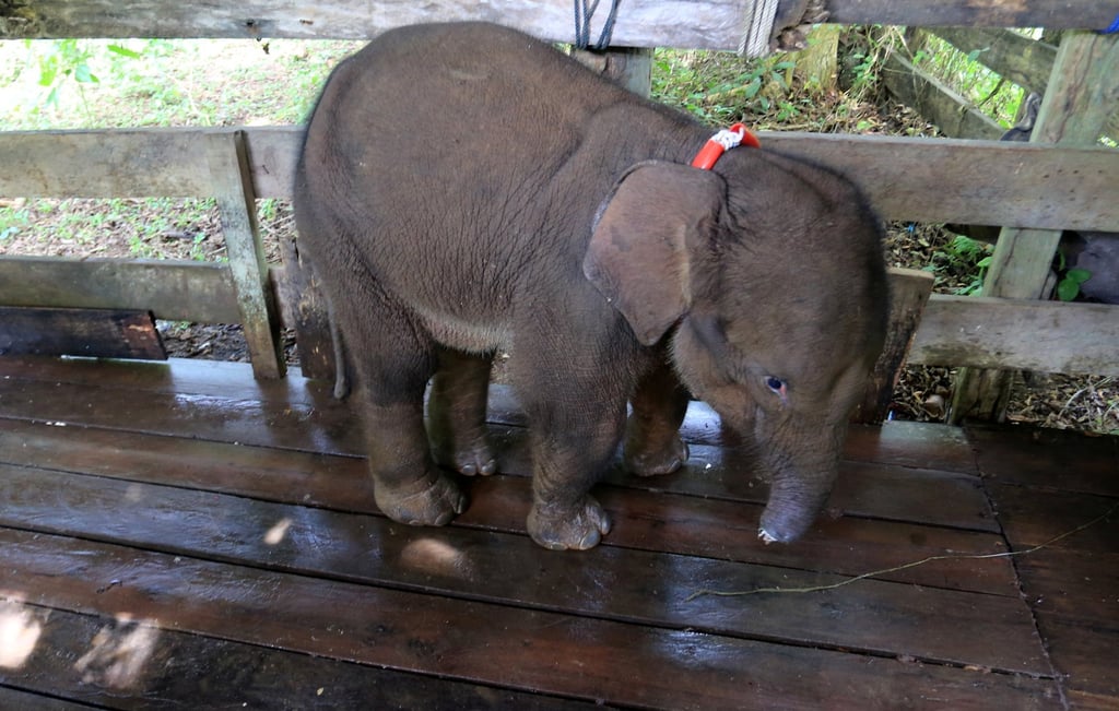 Indonesian baby elephant dies after losing half its trunk due to poaching trap | South China Morning Post