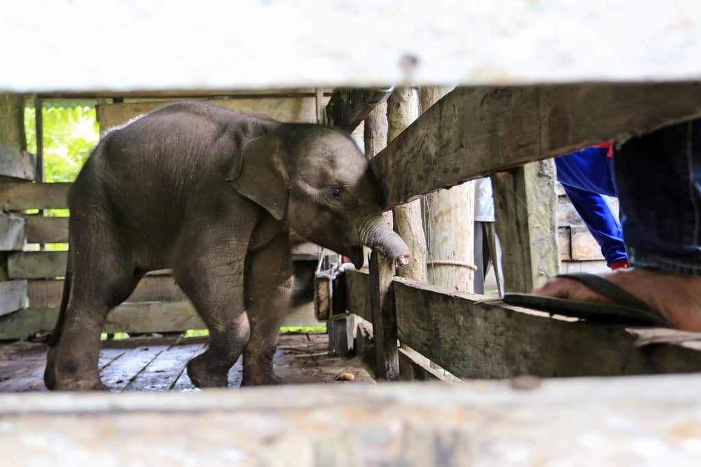 The baby elephant died despite the best efforts of veterinarian staff in Sumatra. Photo: Antara Foto via Reuters