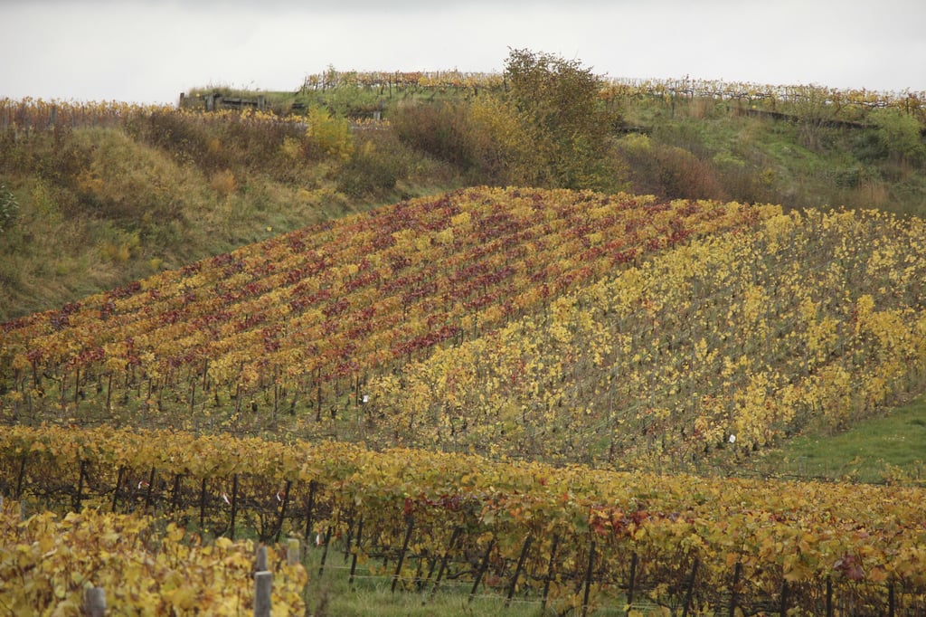 Visit Champagne for the sparkling wine, the food and the scenery whose colours change with the seasons. Photo: John Brunton Visit Champagne for the sparkling wine, the food and the scenery whose colours change with the seasons. Photo: John Brunton