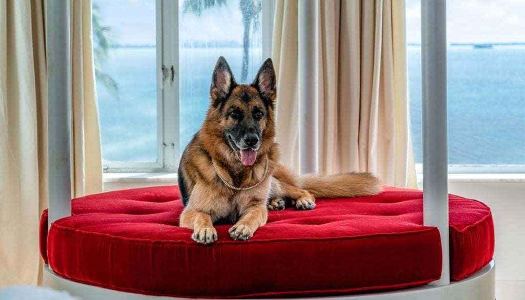 Gunther ensconced on his red velvet bed. Photo: LPG for The Assouline Team at Compass