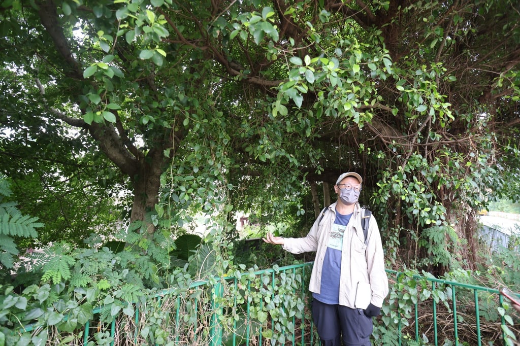 Peter Li, senior campaign manager of the Conservancy Association, visits a mitigation wetland in Kam Tin that was lost to development. Photo: May Tse Peter Li, senior campaign manager of the Conservancy Association, visits a mitigation wetland in Kam Tin that was lost to development. Photo: May Tse