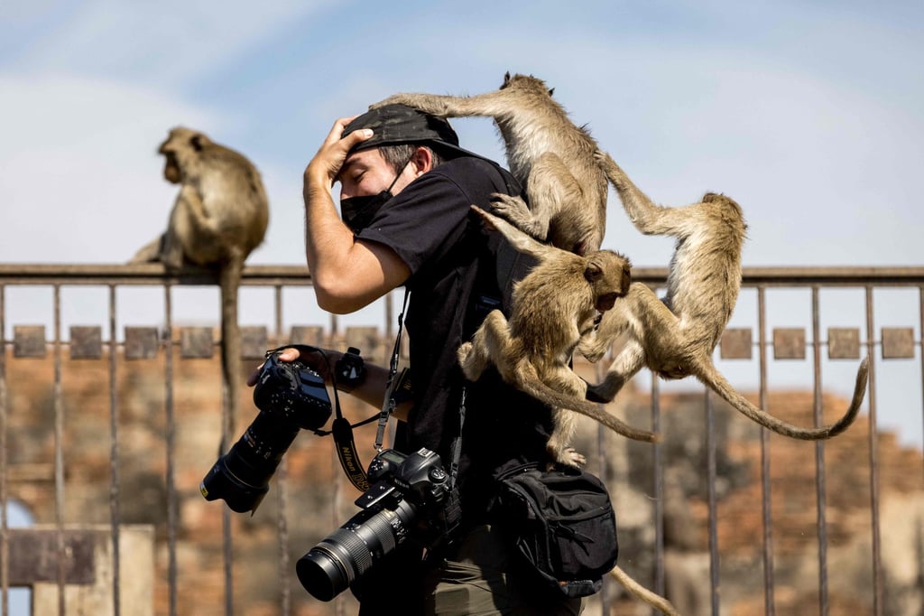 Macaques clamber onto a news photographer during the Monkey Festival in Lopburi province. Photo: Jack Taylor / AFP) Macaques clamber onto a news photographer during the Monkey Festival in Lopburi province. Photo: Jack Taylor / AFP)