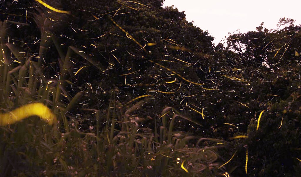 The Mai Po bent-winged firefly is a species unique to Hong Kong’s Deep Bay. Photo: HK Entomological Society The Mai Po bent-winged firefly is a species unique to Hong Kong’s Deep Bay. Photo: HK Entomological Society