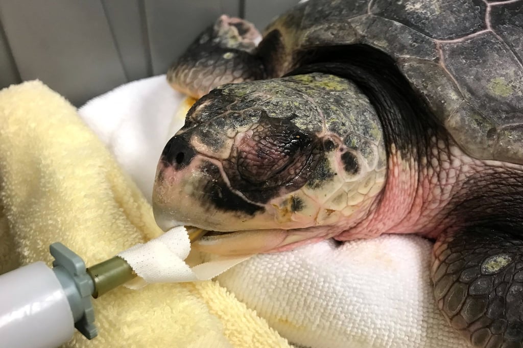 A sea turtle being intubated to assist with its breathing. Photo: AP