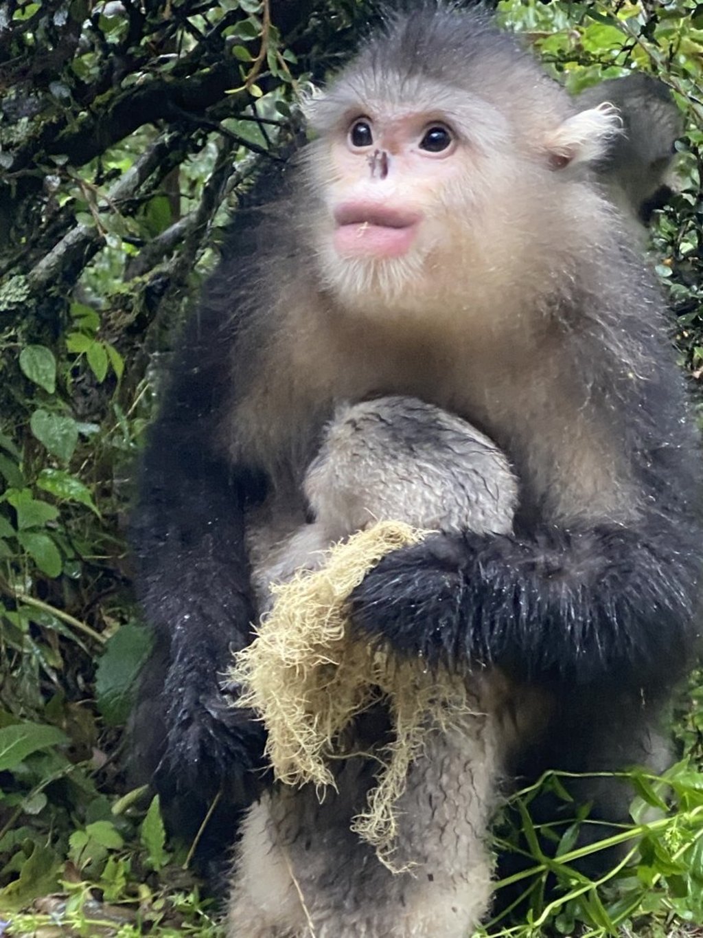 Golden monkeys filmed for adventure documentary Seasons of China, presented by Dominic Johnson-Hill. Photo: Dominic Johnson-Hill Golden monkeys filmed for adventure documentary Seasons of China, presented by Dominic Johnson-Hill. Photo: Dominic Johnson-Hill
