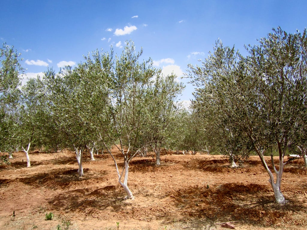 Olive trees in their native habitat. Photo: Xiangyu Olive Development Co.