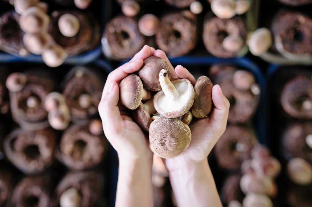 Eating two mushrooms a day could lower your risk of cancer. Photo: Getty Images