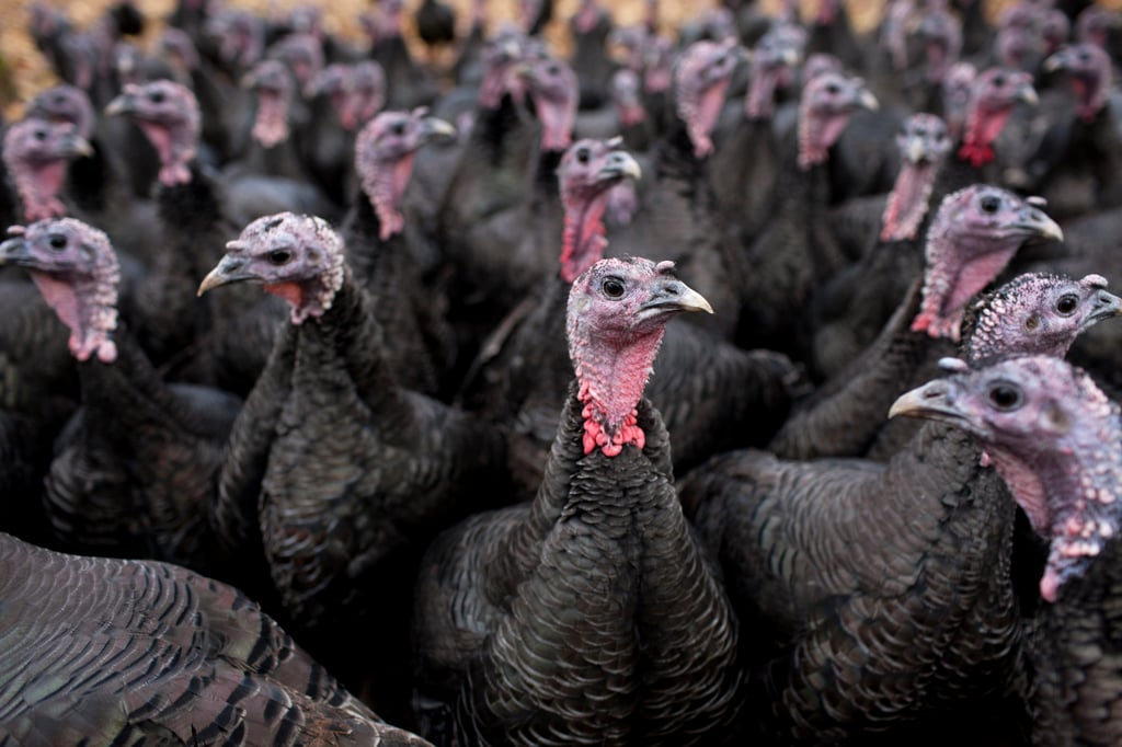Turkeys on a turkey farm. Photo: Getty Images Turkeys on a turkey farm. Photo: Getty Images