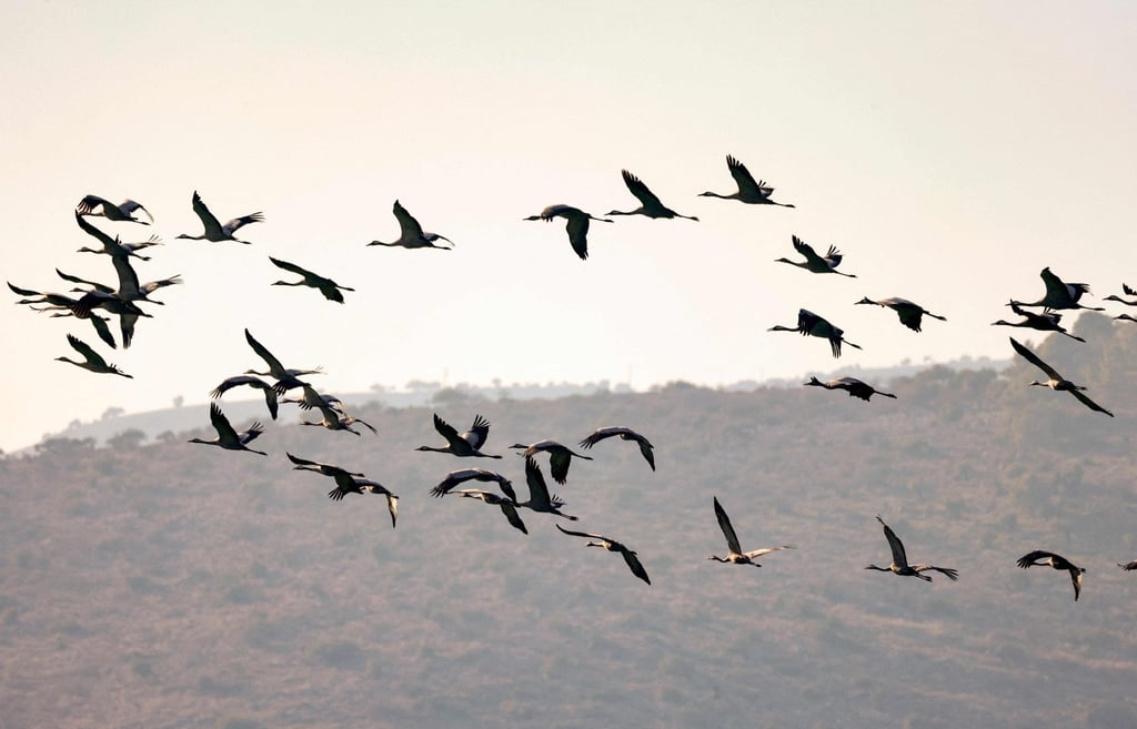 Gray Cranes fly above the northern Israeli Hula valley on Sunday, an important point on their migratory path towards Africa. Photo: AFP Gray Cranes fly above the northern Israeli Hula valley on Sunday, an important point on their migratory path towards Africa. Photo: AFP