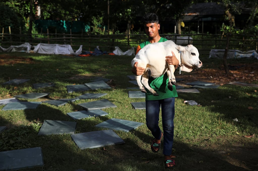 Rani, the world’s smallest cow and her owner in Nabinagar, on the outskirts of Dhaka, Bangladesh. Photo: Reuters Rani, the world’s smallest cow and her owner in Nabinagar, on the outskirts of Dhaka, Bangladesh. Photo: Reuters