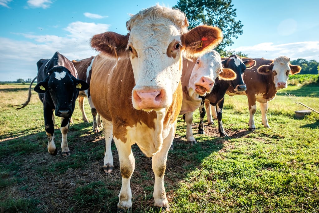 Steps like reducing beef consumption can ease your effect on the environment. Photo: Shutterstock Steps like reducing beef consumption can ease your effect on the environment. Photo: Shutterstock