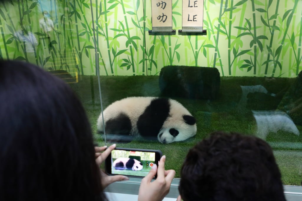Le Le in his enclosure in Singapore. Photo: Getty Images