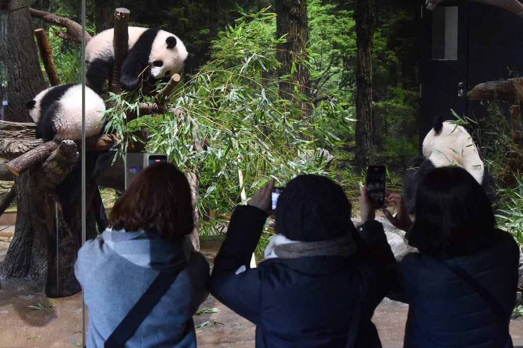 At Ueno Zoological Gardens in Tokyo, visitors watch twin giant pandas Xiao Xiao and Lei Lei. Photo: AFP At Ueno Zoological Gardens in Tokyo, visitors watch twin giant pandas Xiao Xiao and Lei Lei. Photo: AFP