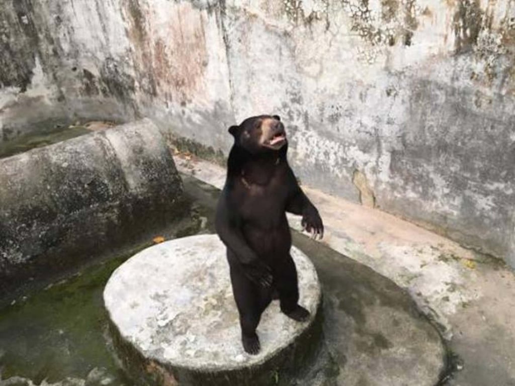 A bear in an enclosure at Phuket Zoo before it closed down. Photo: Facebook / Phuket Zoo Thailand – A Place of Misery & Neglect A bear in an enclosure at Phuket Zoo before it closed down. Photo: Facebook / Phuket Zoo Thailand – A Place of Misery & Neglect