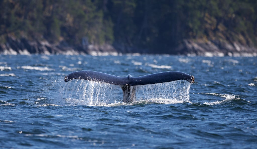 A humpback whale dives near Quadra Island, northern Salish Sea, Canada. Photo: Daniel Allen