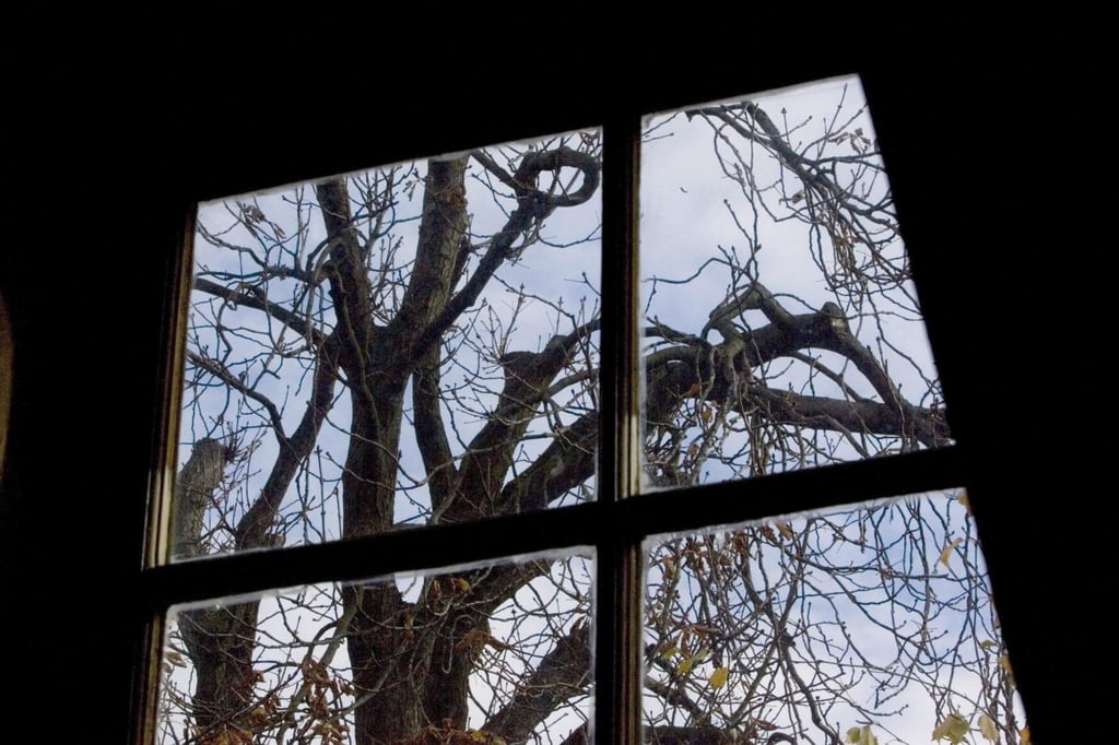 The chestnut tree that comforted Anne Frank while she hid from the Nazis during World War II is seen from the attic window in the secret annex at the Anne Frank House in Amsterdam in November 2007. Photo: AP