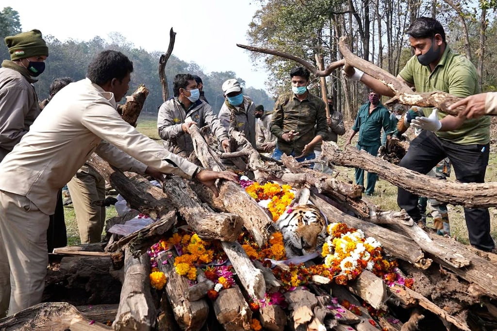 The funeral pyre of Collarwali tigress at the Pench Tiger Reserve in the Karmajhiri range of India. Photo: AFP