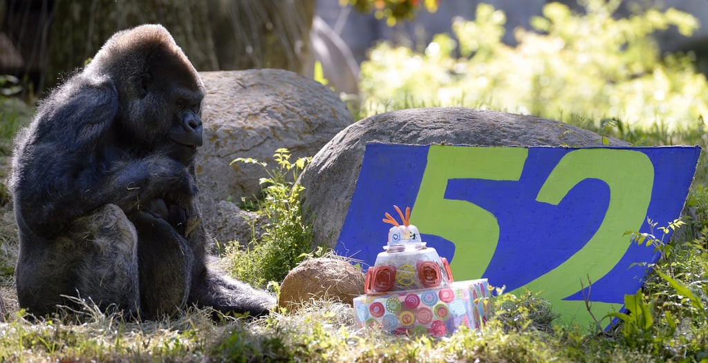 Ozzie received many edible gifts on his 52nd birthday, yet was considered geriatric at 40. Photo: EPA Ozzie received many edible gifts on his 52nd birthday, yet was considered geriatric at 40. Photo: EPA