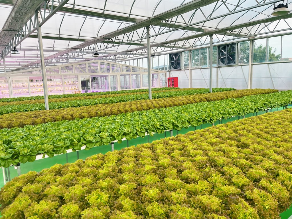 Guangdong Shining Farm’s greenhouse in Jiangmen, where it grows bok choy, cabbage and lettuce. Photo: Handout Guangdong Shining Farm’s greenhouse in Jiangmen, where it grows bok choy, cabbage and lettuce. Photo: Handout
