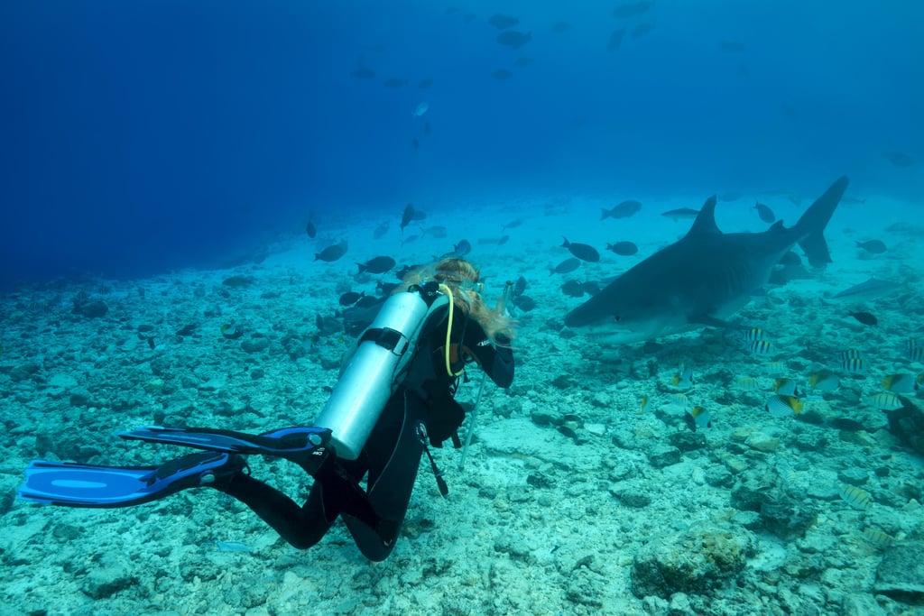 A scuba diver gets up close with a tiger shark in the Maldives. Photo: Andrey Nekrasov/Barcroft Media via Getty Images
