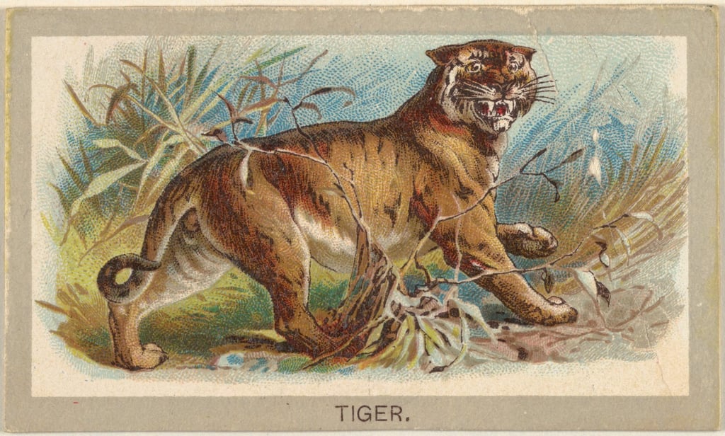 Tiger, from the Animals of the World series (T180), issued by Abdul Cigarettes, 1881. Artist Unknown. Photo: Heritage Images via Getty Images