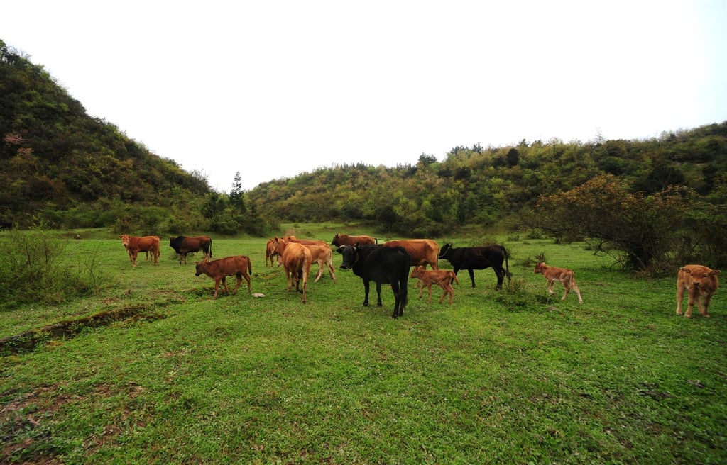 Anthrax is found in soil and commonly affects animals. Photo: Getty Images