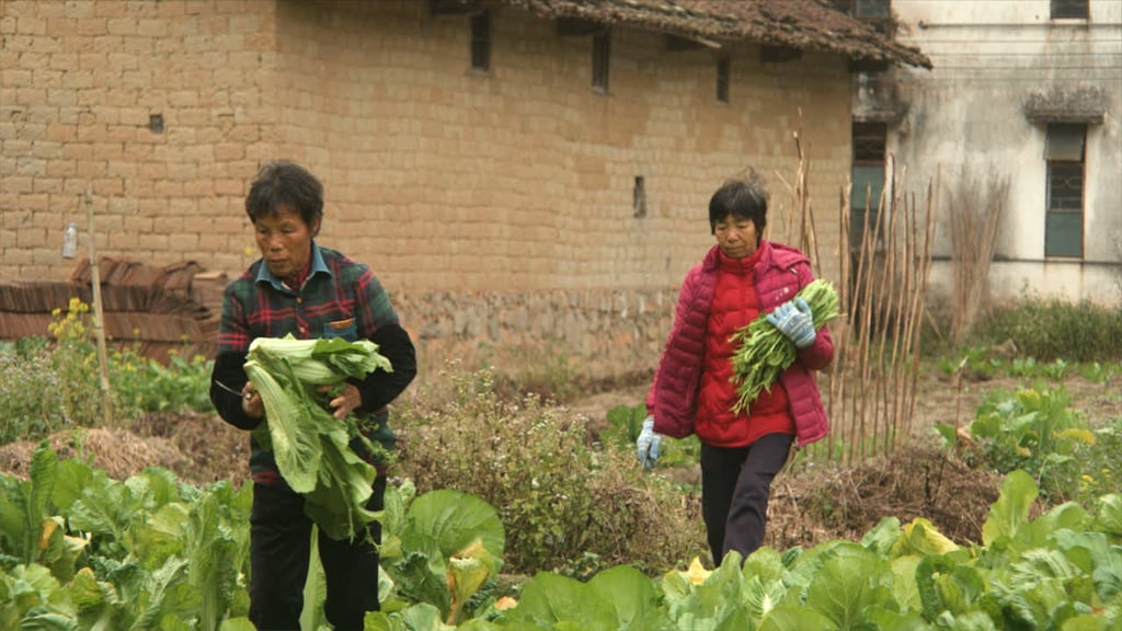 An HSBC-funded agricultural skills training programme in Guangdong province teaches women about ecological planting, which avoids the use of pesticides and fertilisers.