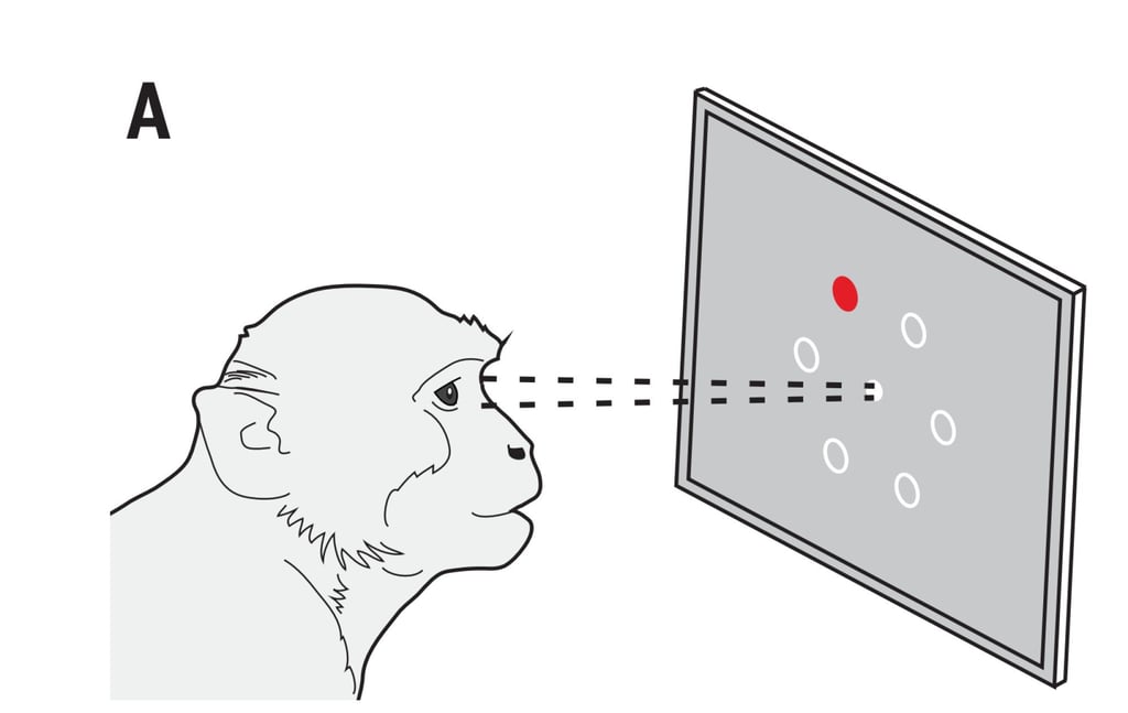 The monkey looked at a ring of dots on a computer screen in an experiment. Image: Chinese Academy of Sciences