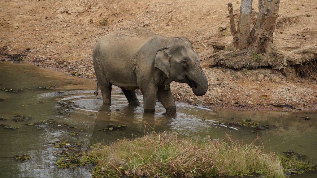An elephant drinks water at the Elephant Conservation Centre in Sayaboury, Laos. Photo: Shutterstock An elephant drinks water at the Elephant Conservation Centre in Sayaboury, Laos. Photo: Shutterstock