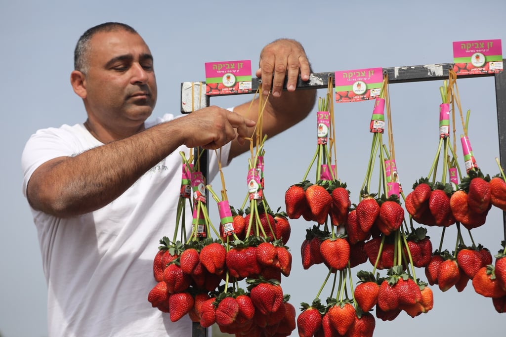 Israeli farmer Chahi Ariel poses with a display of fruit at a strawberry field near Moshav Kadima-Zoran, near the city of Netanya, Israel on Thursday. Photo: EPA-EFE Israeli farmer Chahi Ariel poses with a display of fruit at a strawberry field near Moshav Kadima-Zoran, near the city of Netanya, Israel on Thursday. Photo: EPA-EFE