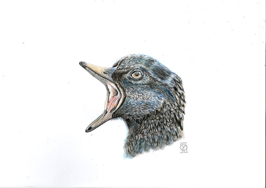 The Brevidentavis zhangi may have had an appendage on the end of its lower jaw it used for hunting. Photo: The Field Museum