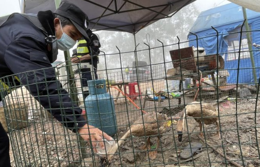 Geese have become a useful tool for patrolling the rugged environment around Chongzuo. Photo: News.sina