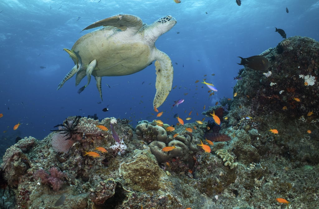 A green turtle at the Great Barrier Reef, which has been damaged by pollution. Photo: AP