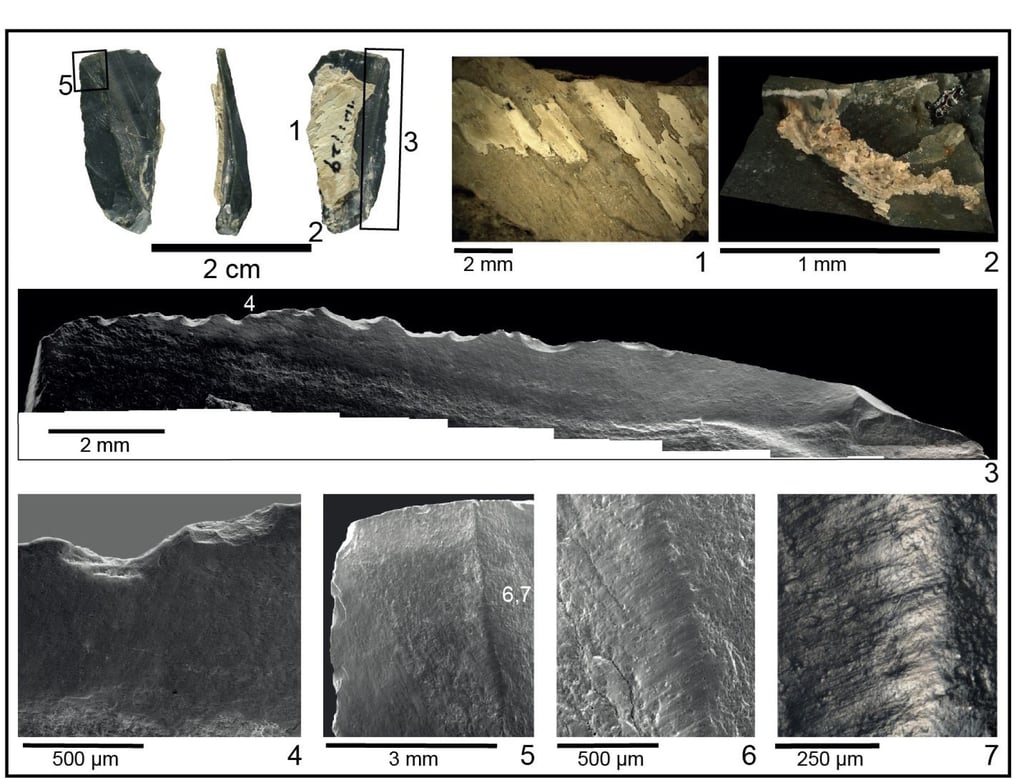 Well-preserved bladelet showing microscopic evidence of a bone handle, plant fibres used for binding, and plant polish produced by whittling action. Photo: Andreu Olle