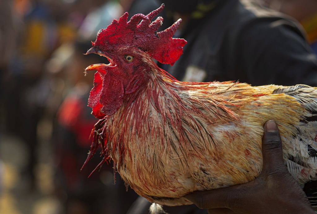 A rooster bleeds after taking part in cockfighting. Photo: AP