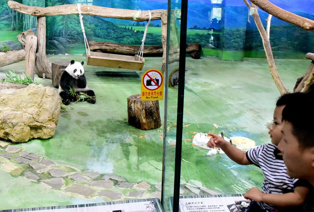 Yuan Zai is still a relative youngster and already over the healthy weight range for her species. Photo: Xinhua Yuan Zai is still a relative youngster and already over the healthy weight range for her species. Photo: Xinhua