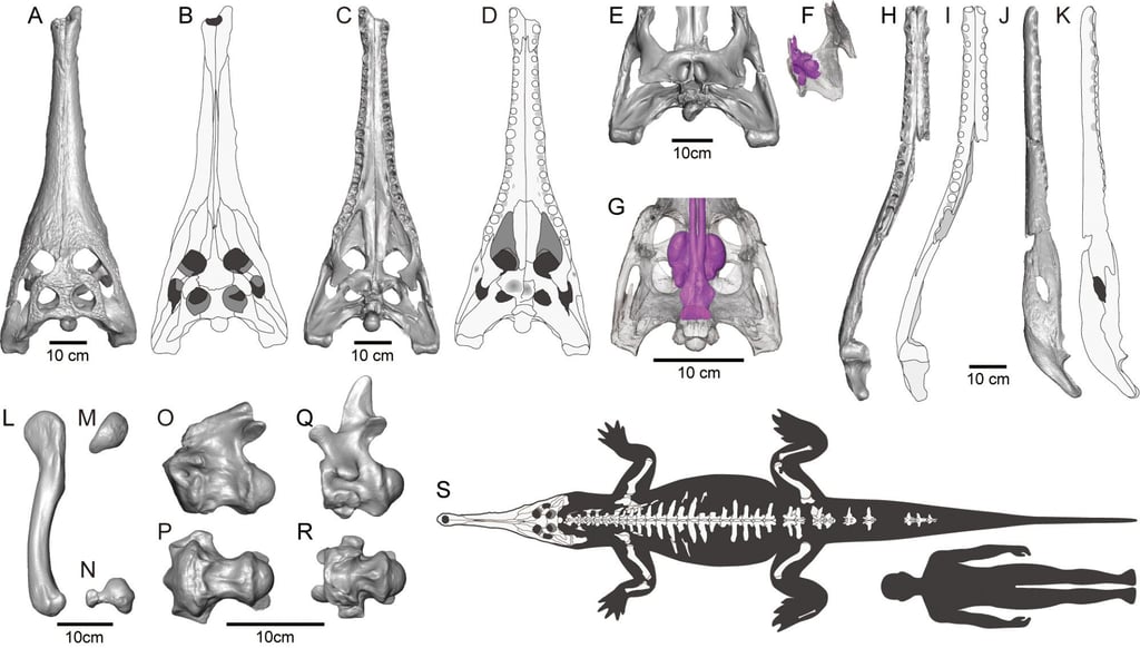 3D scans of the remains and a size comparison with a 1.8-metre (5.9-foot) tall human. Photo: Hefei University of Technology 3D scans of the remains and a size comparison with a 1.8-metre (5.9-foot) tall human. Photo: Hefei University of Technology