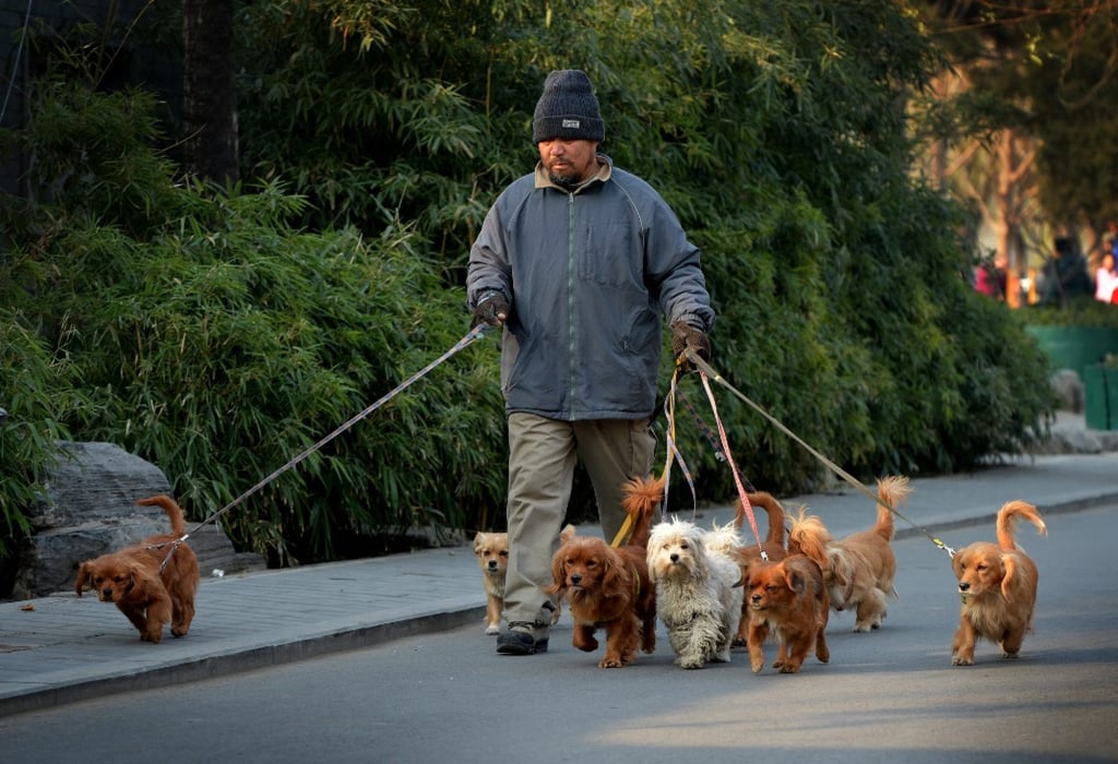 A Chinese man walking dogs around the Houhai Lake area of Beijing. Photo: AFP