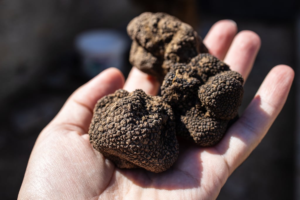 Expensive Truffles