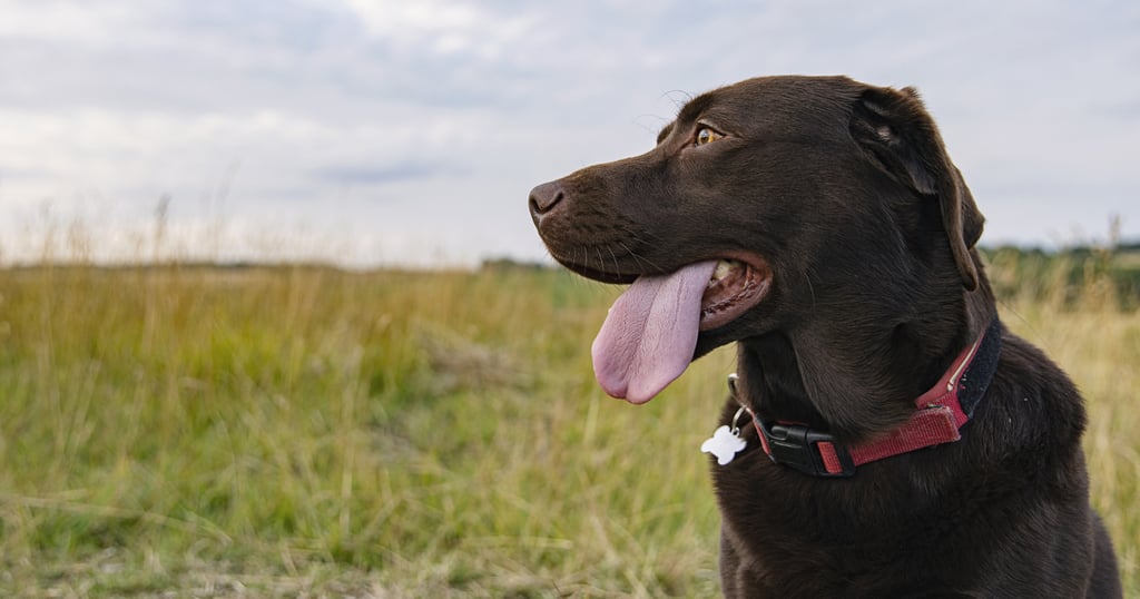 The Labrador retriever is No 1 for an unprecedented 31 straight years. Photo: Getty Images