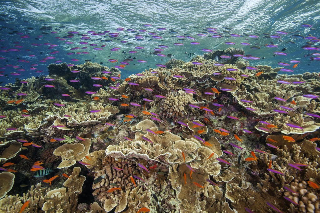 Australia’s Great Barrier Reef is suffering widespread and severe coral bleaching due to high ocean temperatures. Photo: Great Barrier Reef Marine Park Authority via AP