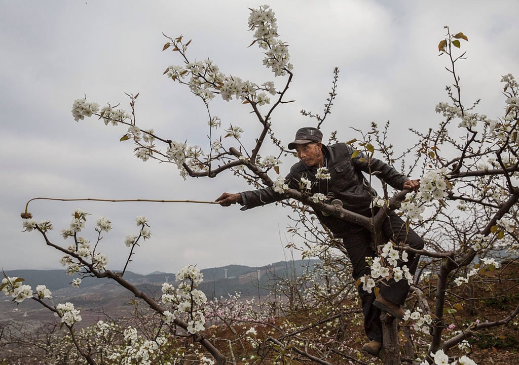 With pesticides and habitat loss having wiped out insect pollinators, farm workers in Sichuan, China, have to climb apple and pear trees and spread pollen to flowers one by one to ensure a crop. Photo: Kevin Frayer/Getty Images With pesticides and habitat loss having wiped out insect pollinators, farm workers in Sichuan, China, have to climb apple and pear trees and spread pollen to flowers one by one to ensure a crop. Photo: Kevin Frayer/Getty Images