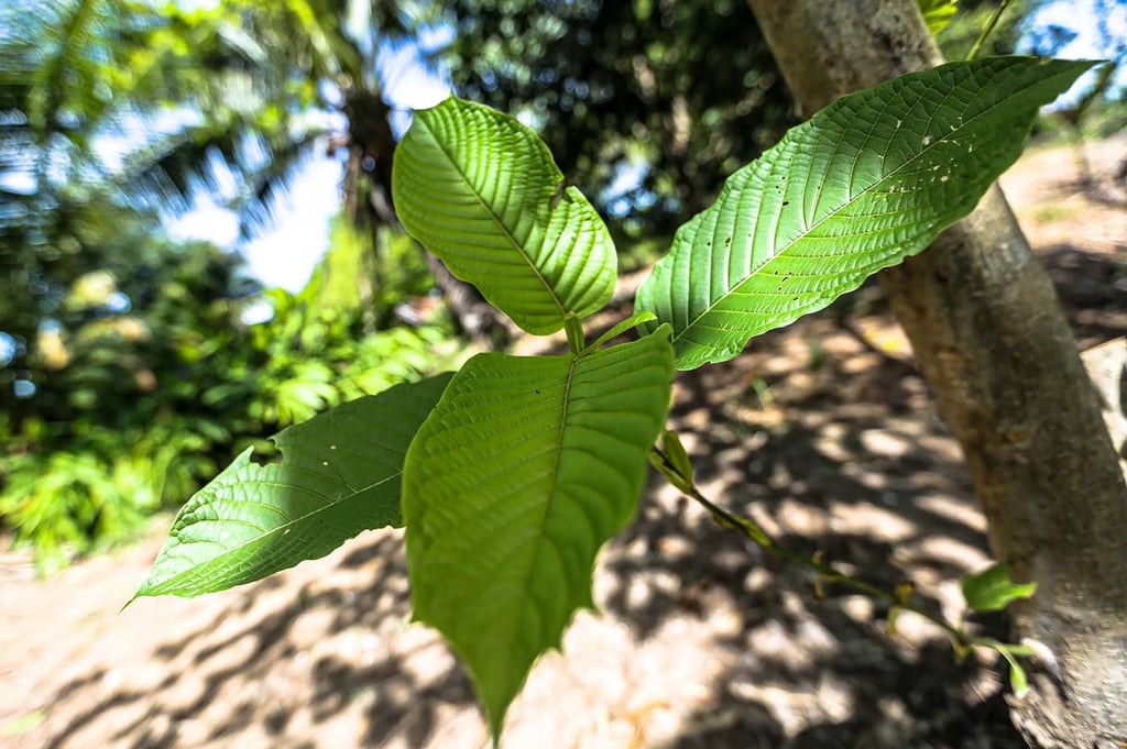 A kratom plant on a farm in Nonthaburi, Thailand. The leaves contain chemical compounds that can act either as a stimulant when consumed in small doses or a sedative when taken in larger quantities. Photo: AFP