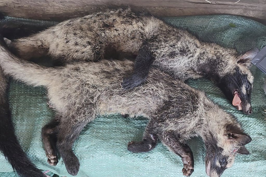 Dead civet cats lie on display at a market as online wildlife trade grows in Myanmar. Photo: AP Dead civet cats lie on display at a market as online wildlife trade grows in Myanmar. Photo: AP