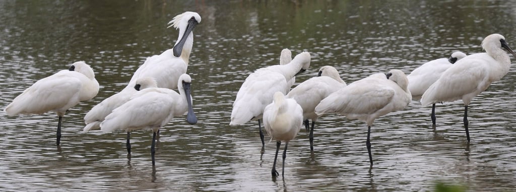 Black-faced spoonbills play an important role in Hong Kong’s conservation efforts. Photo: May Tse