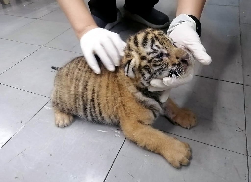 Thailand’s Department of National Parks, Wildlife and Plant Conservation (DNP) looks after wildlife and said plastic said the ban was necessary to protect animals. Photo: EPA/EFE