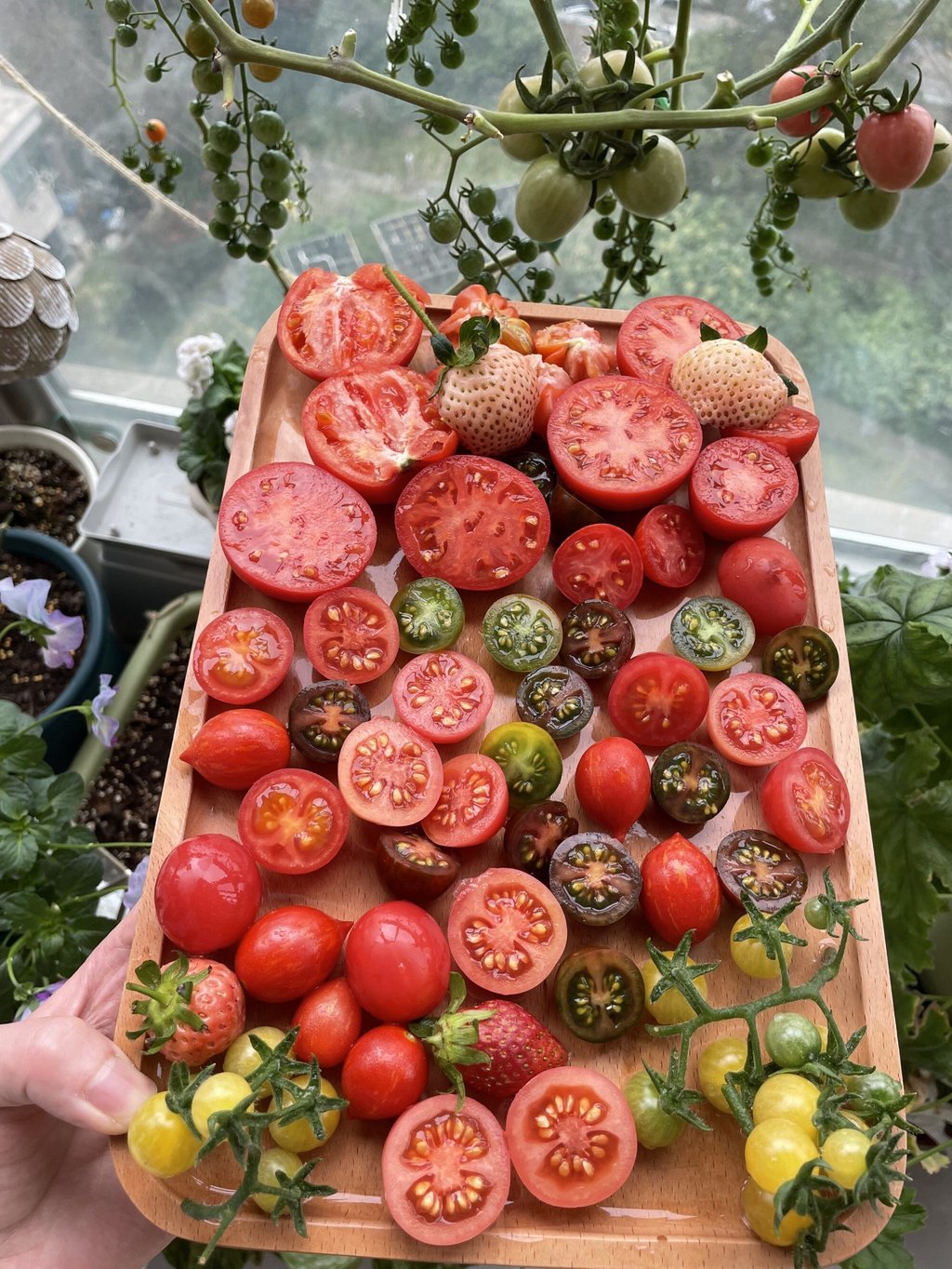 Shi Huanglei shows off the tomatoes and strawberries she has harvested from her balcony garden. Photo: Shi Huanglei Shi Huanglei shows off the tomatoes and strawberries she has harvested from her balcony garden. Photo: Shi Huanglei
