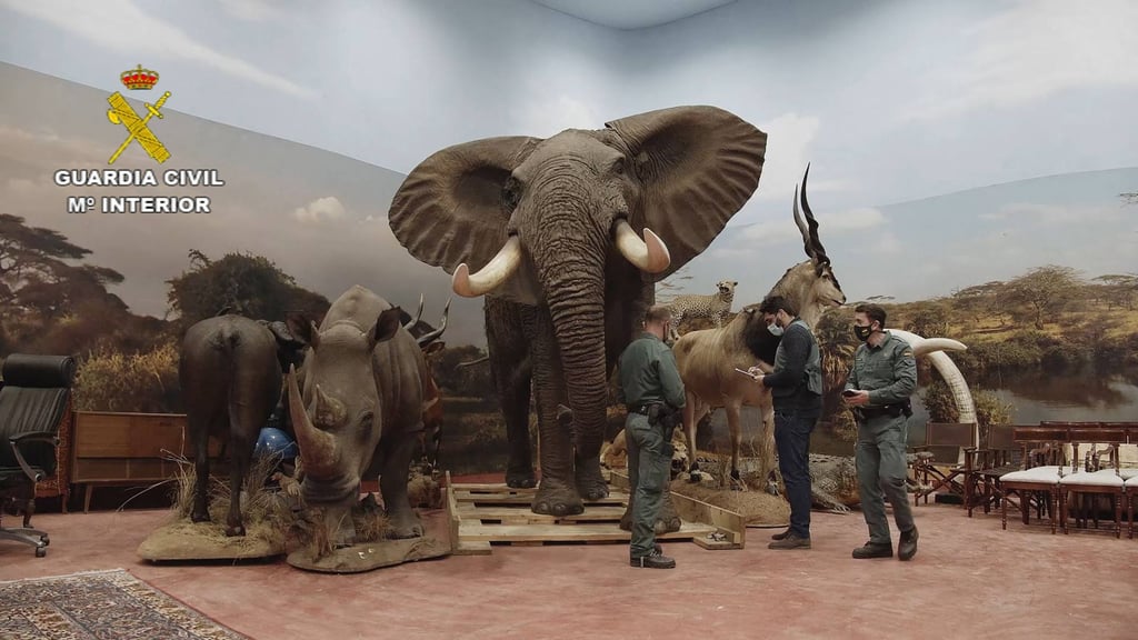 The Spanish Guardia Civil seized more than 1,000 taxidermied animals in one of the largest hauls of its kind. Photo: AFP The Spanish Guardia Civil seized more than 1,000 taxidermied animals in one of the largest hauls of its kind. Photo: AFP