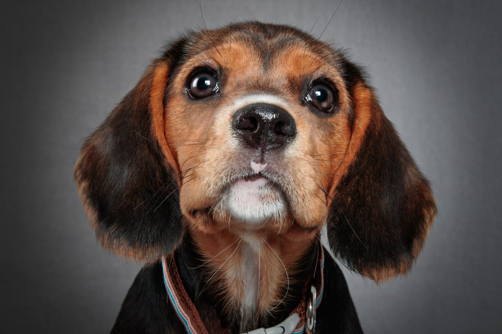 Dogs have a facial muscle that has evolved over the past 33,000 years, making their eyes look bigger and their faces sadder, younger and cuter. Photo: Getty Images