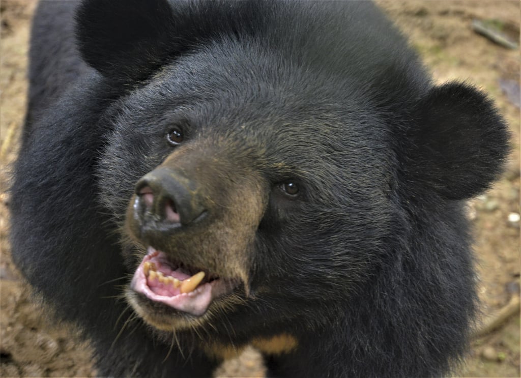 One of the animals surveyed through the leech study was the Asiatic black bear, which is a vulnerable species. Photo: Tibor Krausz